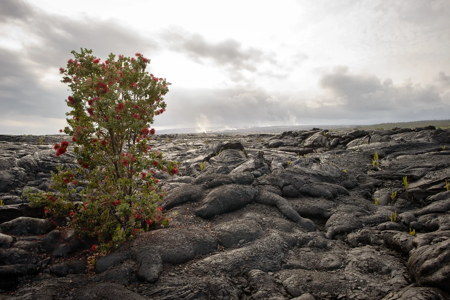 Nigel Fearon Photography | Hawaii-68.jpg