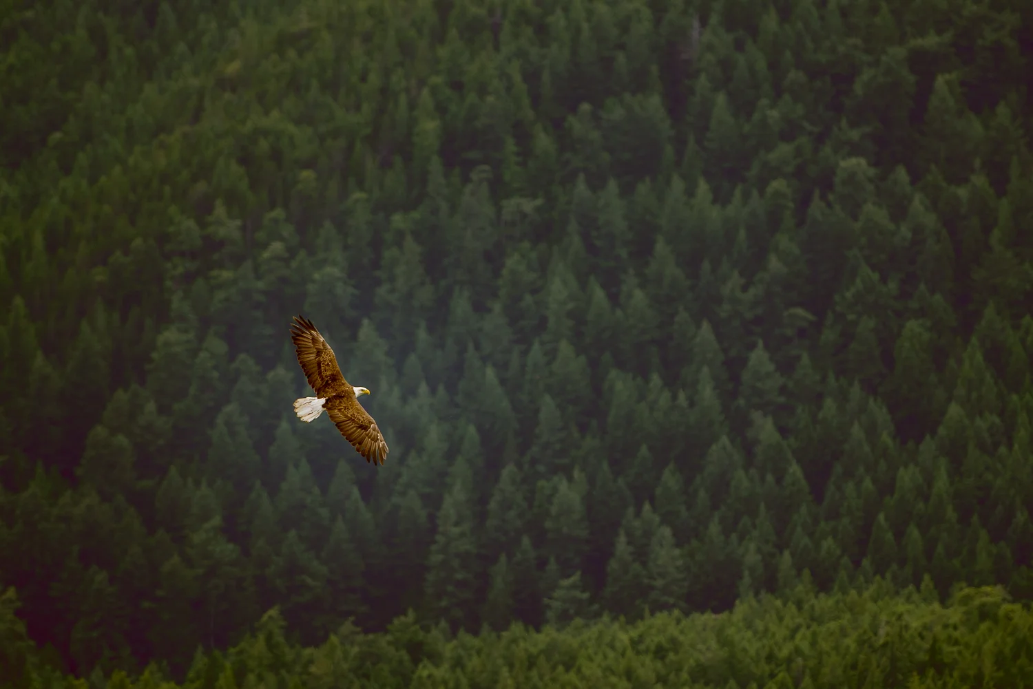 Nigel Fearon Photography | British Columbia-42.jpg