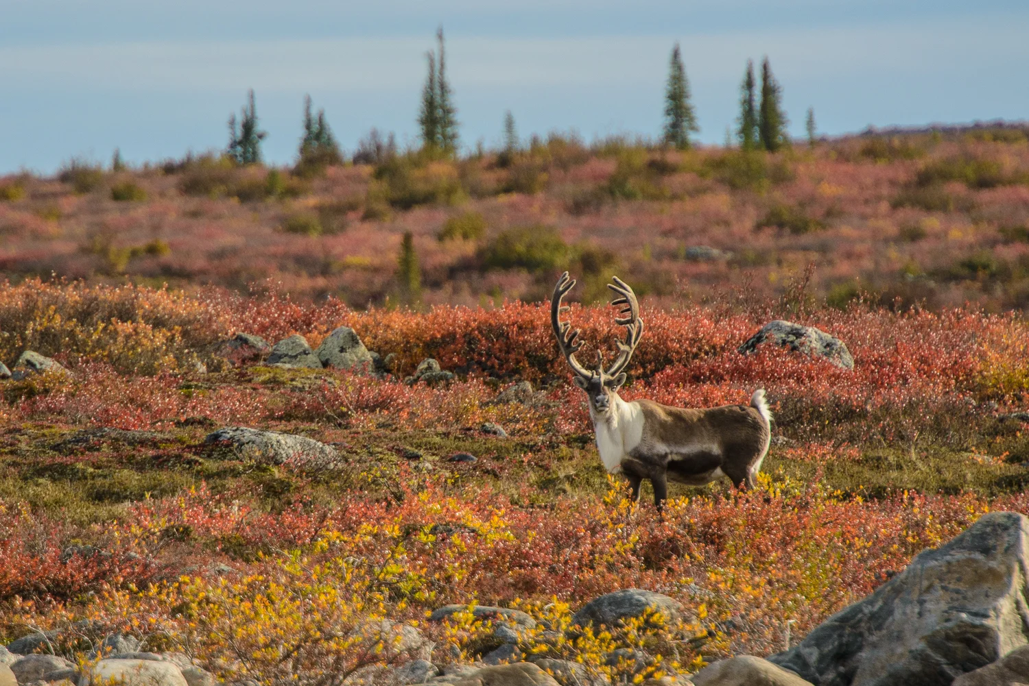 Nigel Fearon Photography | Peterson's Point Lake Lodge-112.jpg