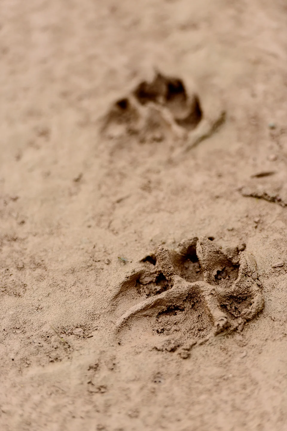 Perhaps someone had sandpiper for breakfast... 