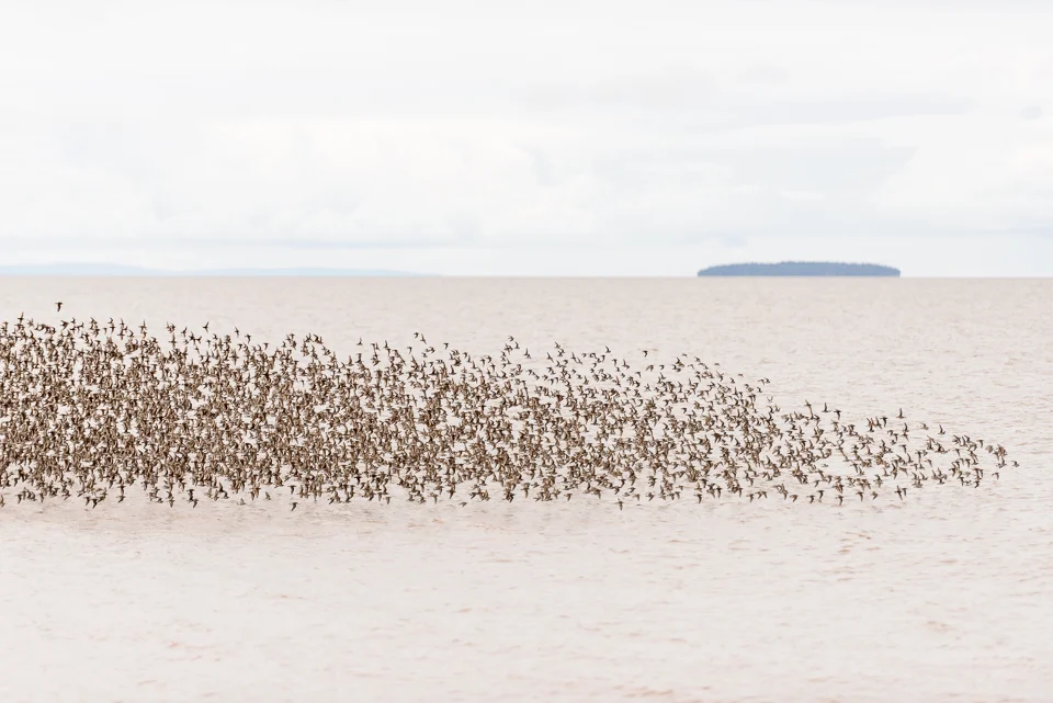 NIgel Fearon Photography | Sandpipers-5.jpg