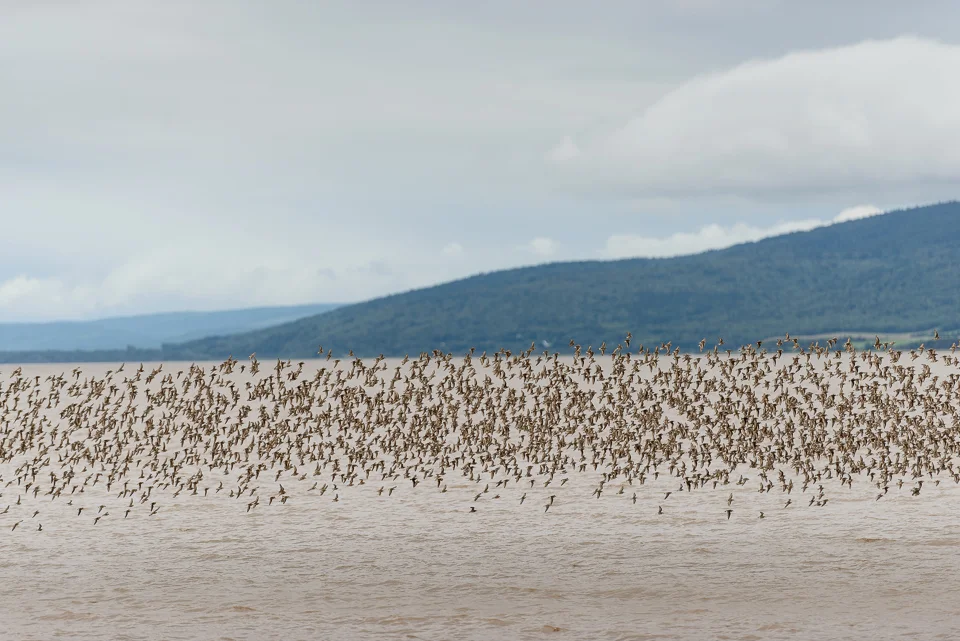 NIgel Fearon Photography | Sandpipers-6.jpg