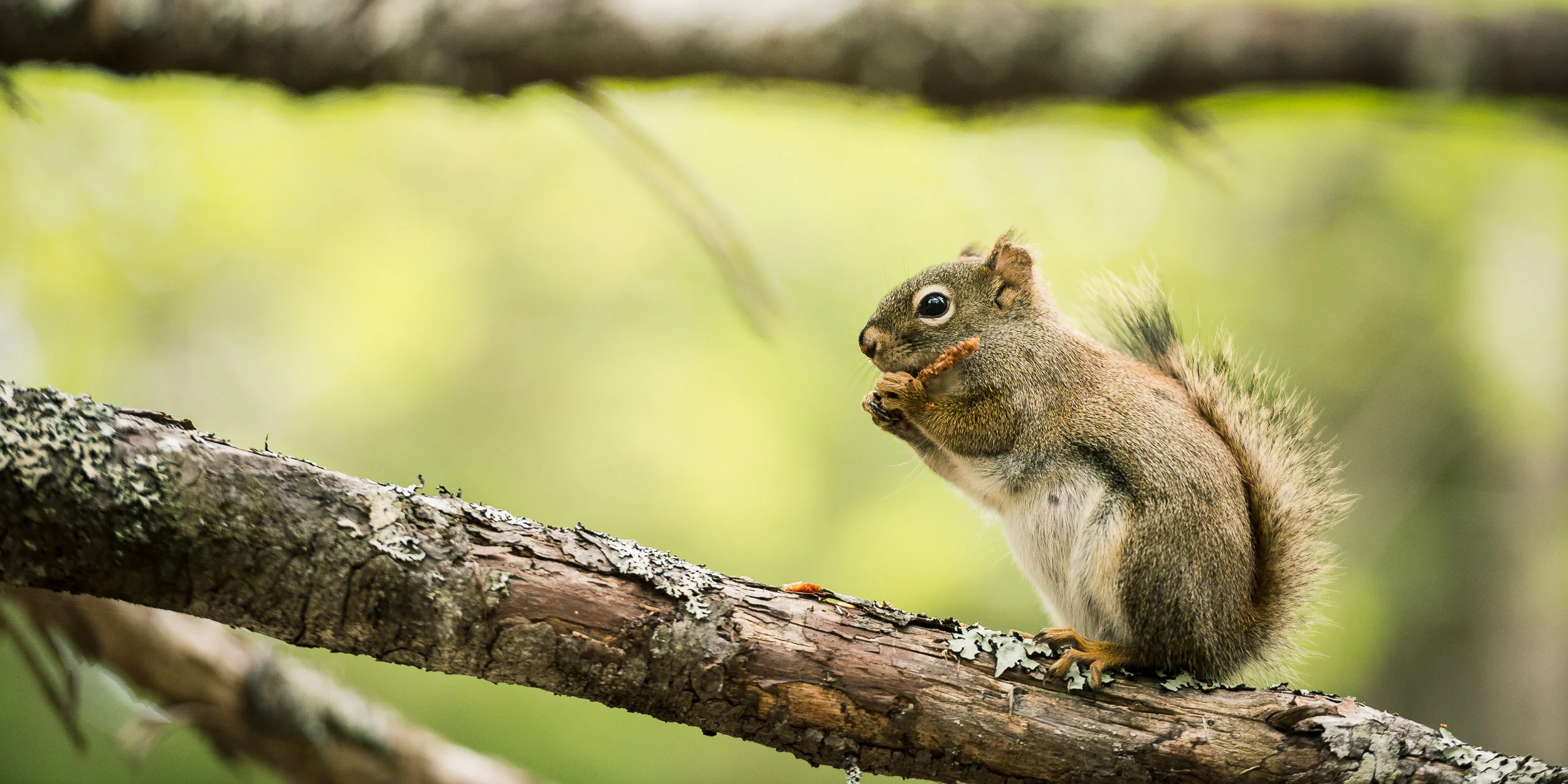 Nigel Fearon Photography | Parks 2017-2.jpg