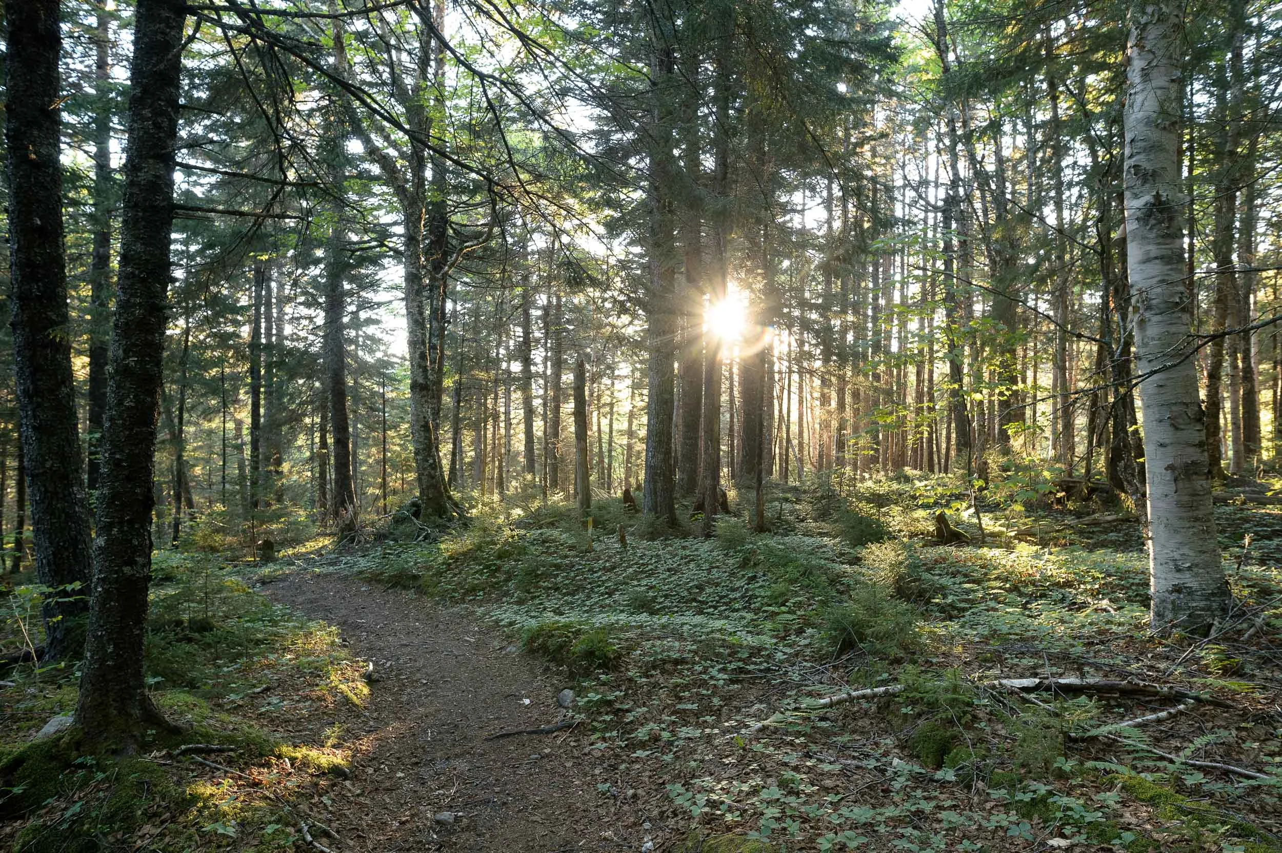 Nigel Fearon Photography | Parks 2017-9.jpg