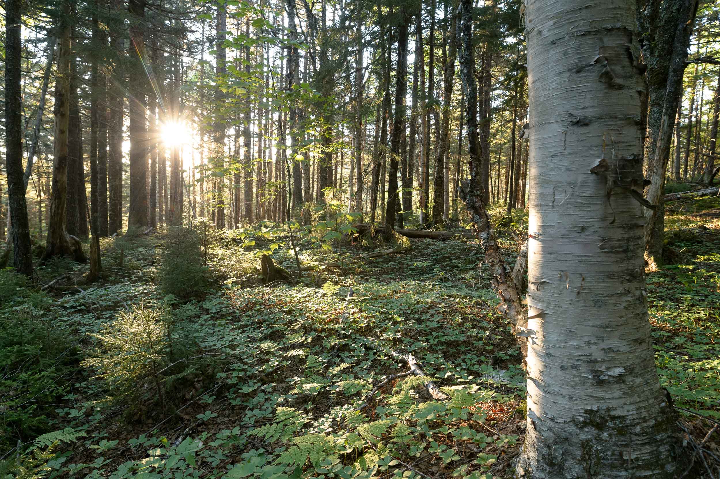 Nigel Fearon Photography | Parks 2017-10.jpg