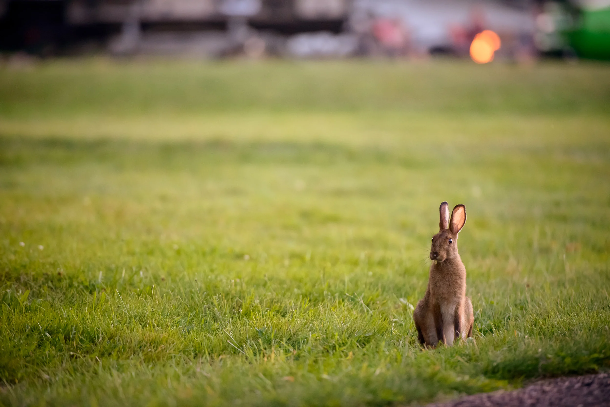 Nigel Fearon Photography | Parks-58.jpg