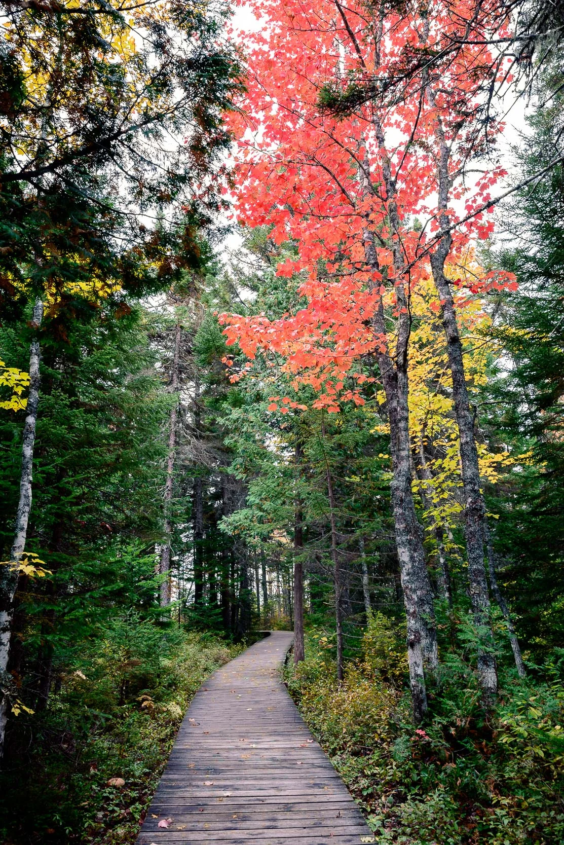 Nigel Fearon Photography | Parks-72.jpg