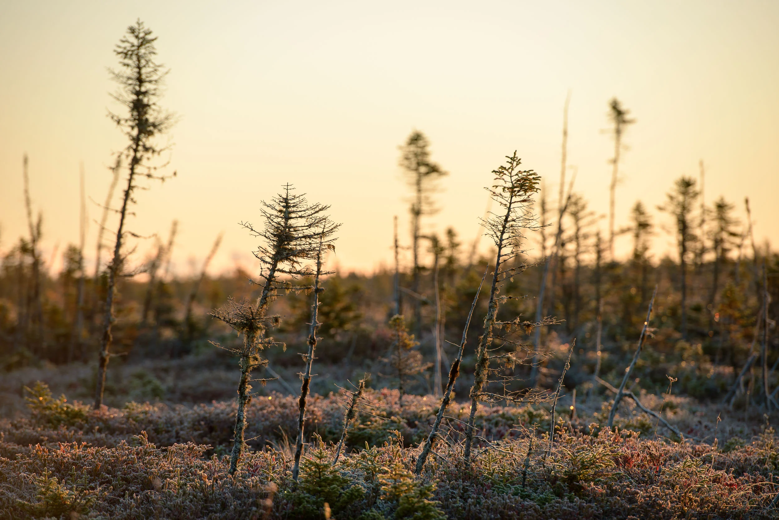 Nigel Fearon Photography | Parks-79.jpg