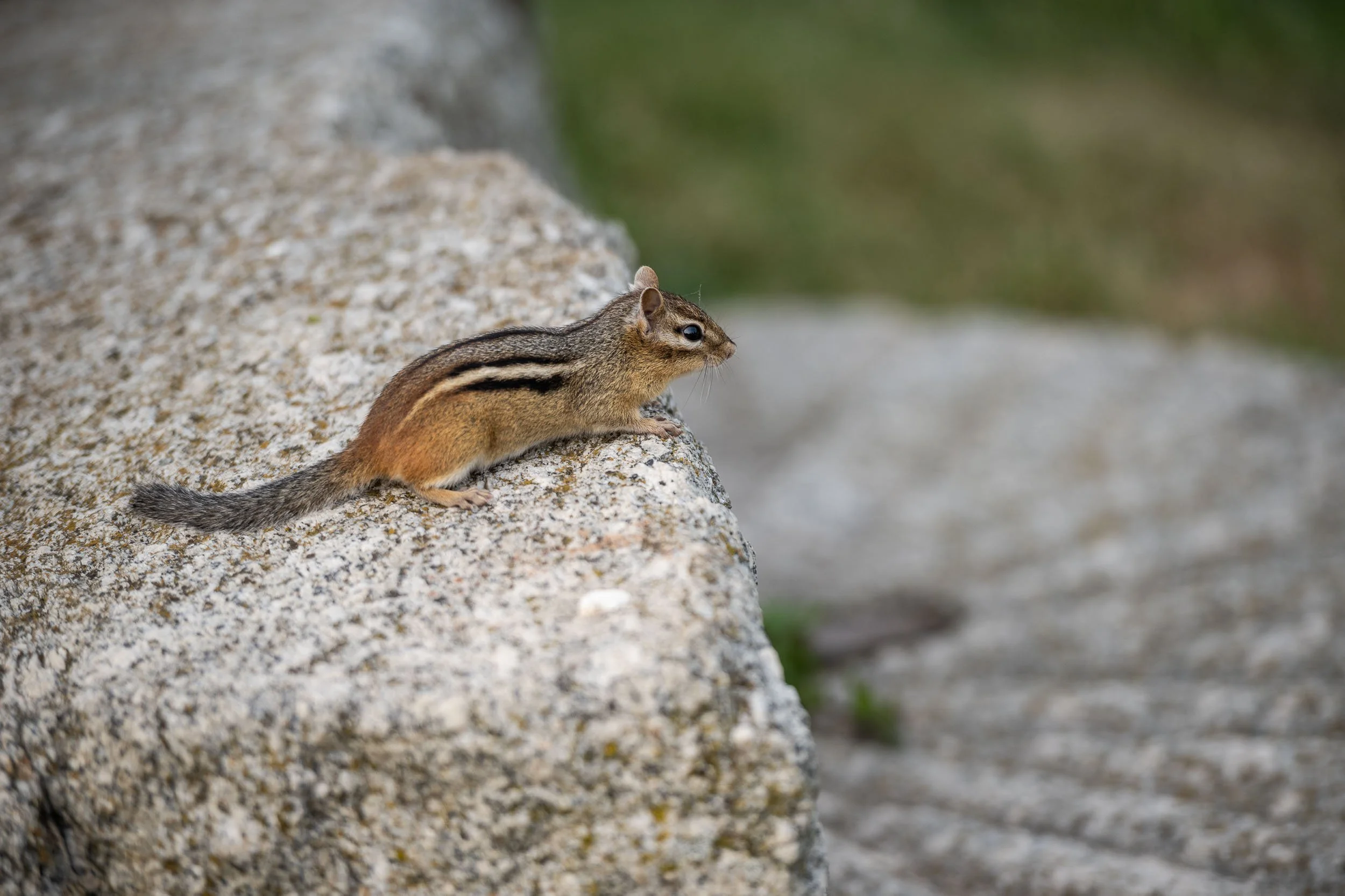 NigelFearonPhotography-ParksCanadaGrandPre-202508--6498.jpg