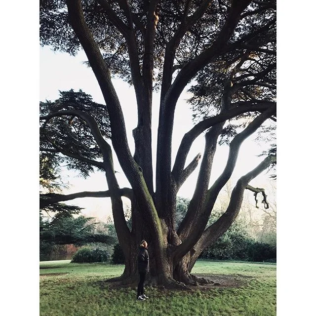 New Years resolution No.1 .
.
Climb more trees🌳