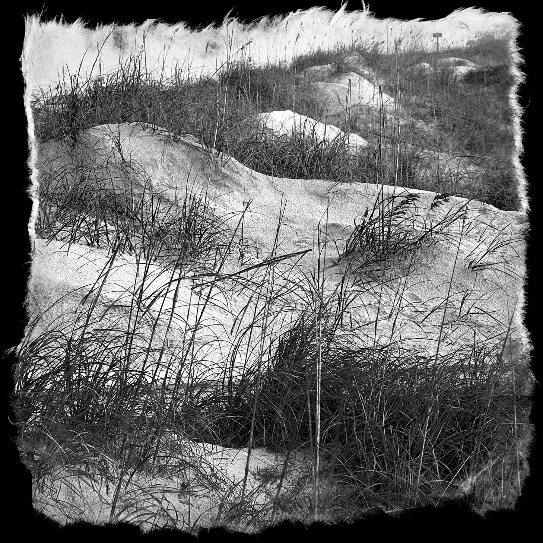 Seaweeds