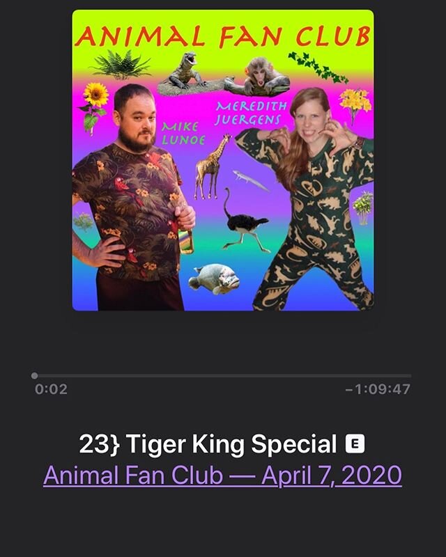 This week, @animalfanclubpod examines Lions, Tigers, and the Tiger King. Complete with a cover of &ldquo;I Saw A Tiger&rdquo; ft. @seanscotthagerty on Violin 🎻. There&rsquo;s never been a better time to join @meredithjuergens and I at the #Dalmation