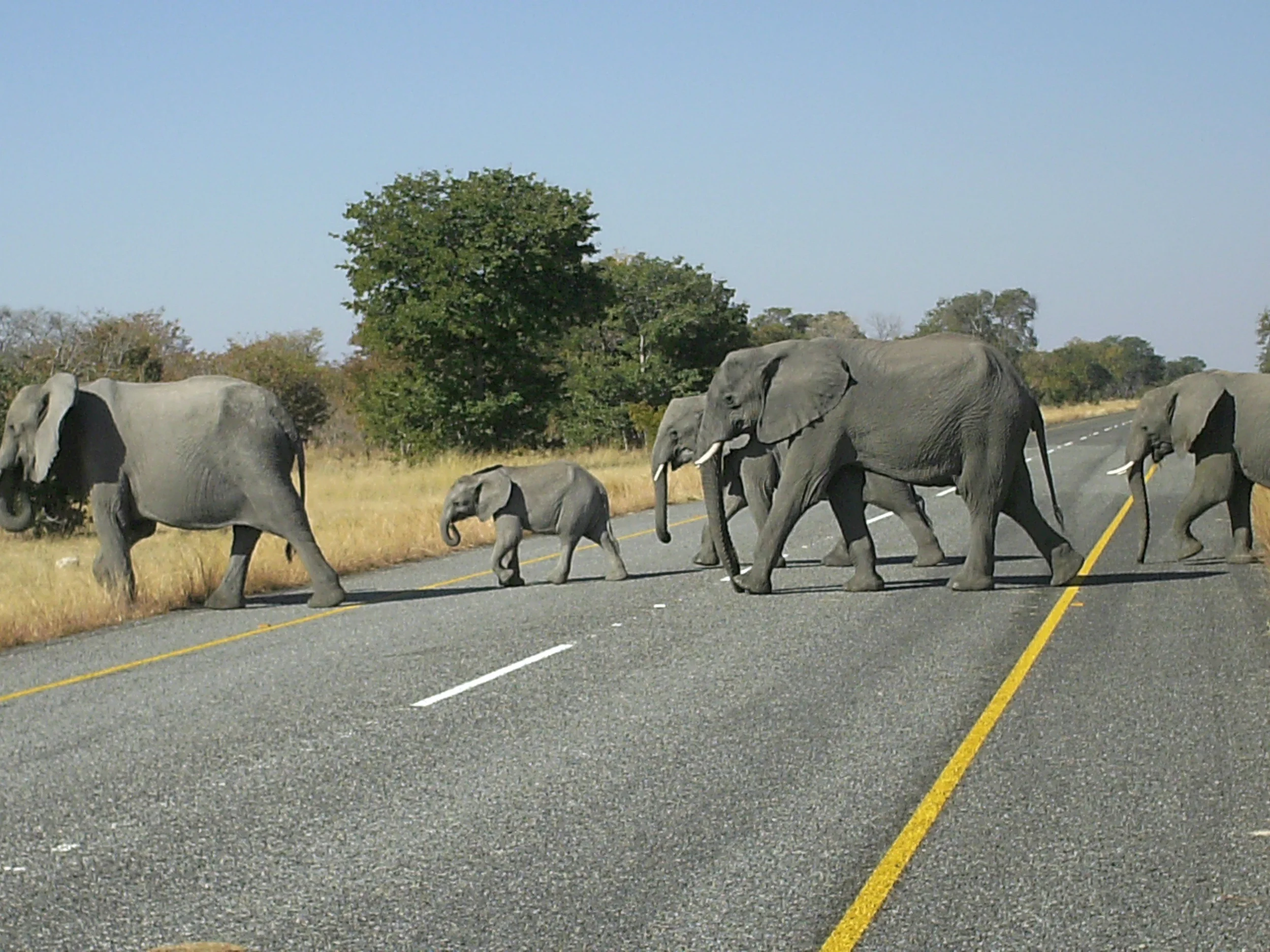 NamibiaBotsuanaZimbabwe Sommer2013 446.JPG
