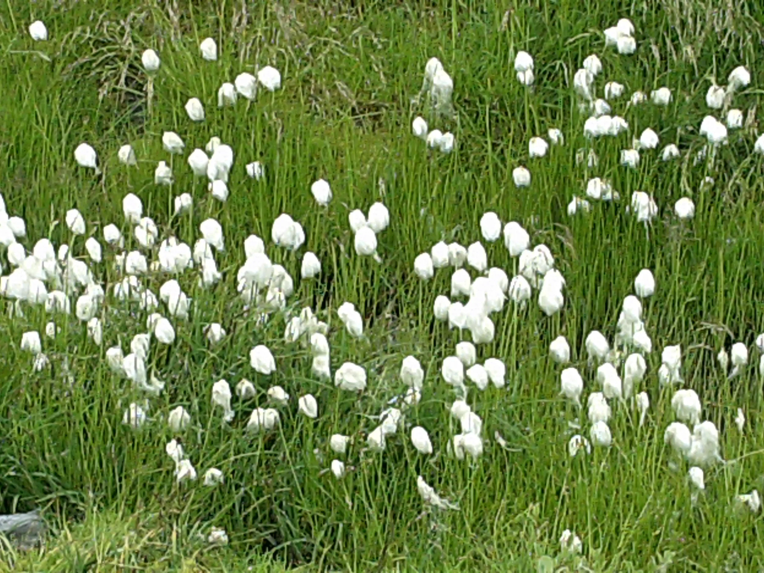 Sommer2011 (165).JPG