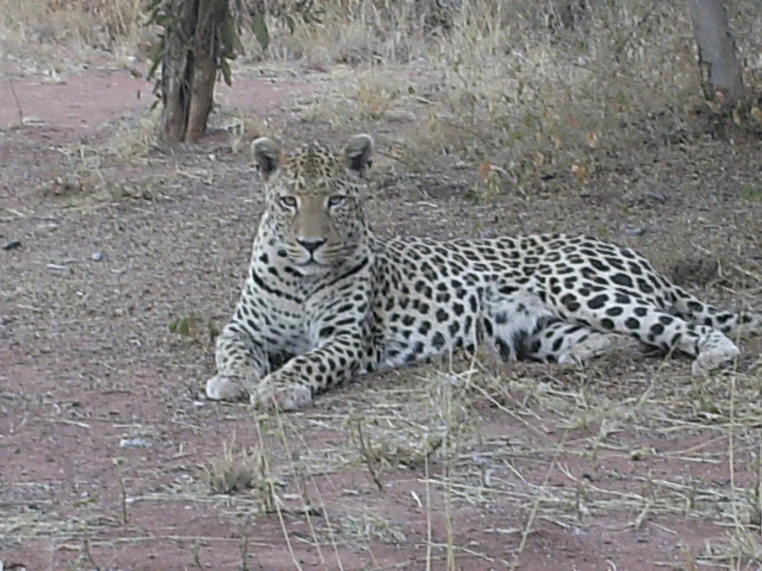 NamibiaBotsuanaZimbabwe Sommer2013 092.JPG