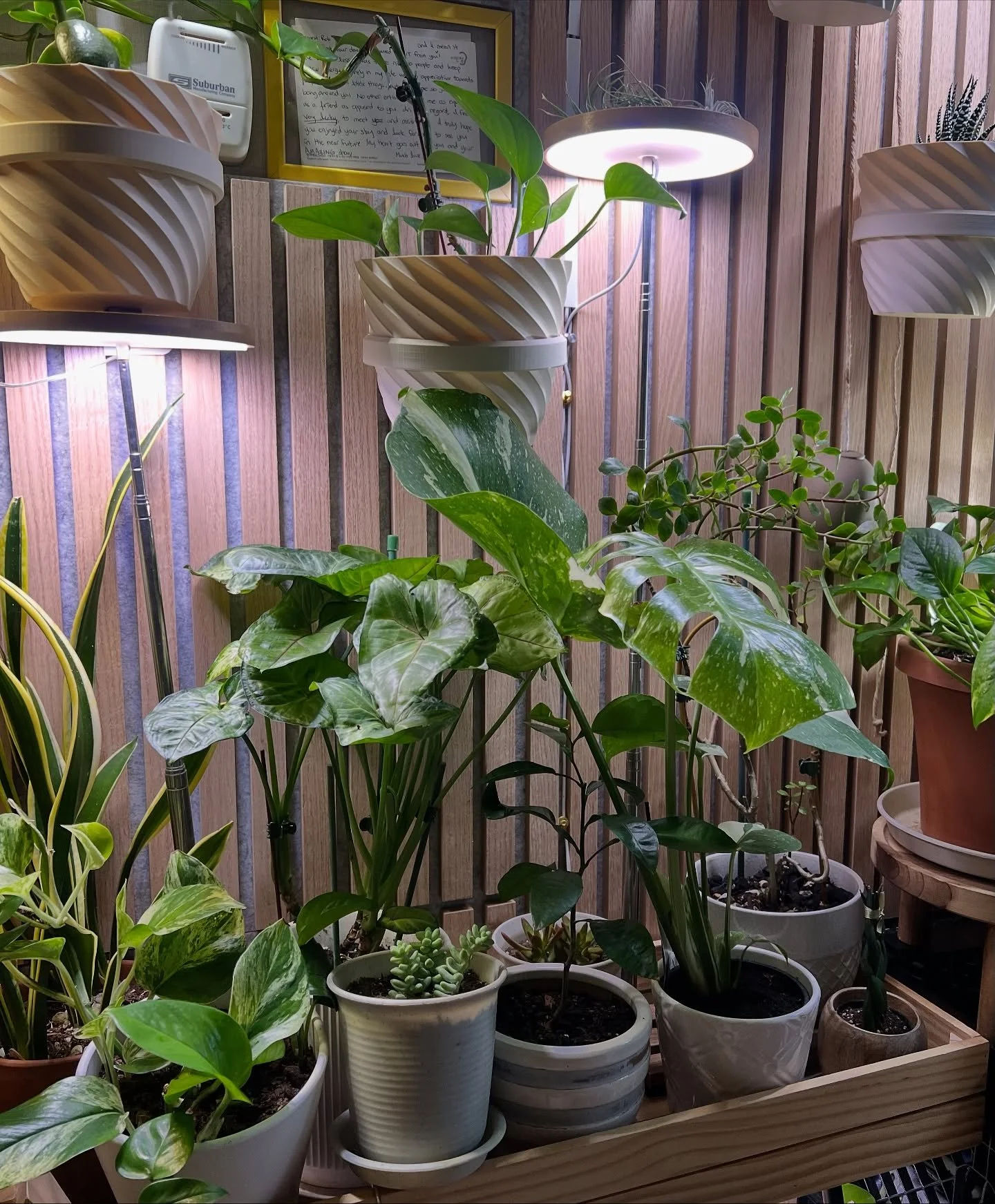 The Monstera has officially claimed its spot on the shelf 🌿 But the bunkhouse is running out of space&hellip; time to get creative with plant placement! #PlantDaddy #TourLife