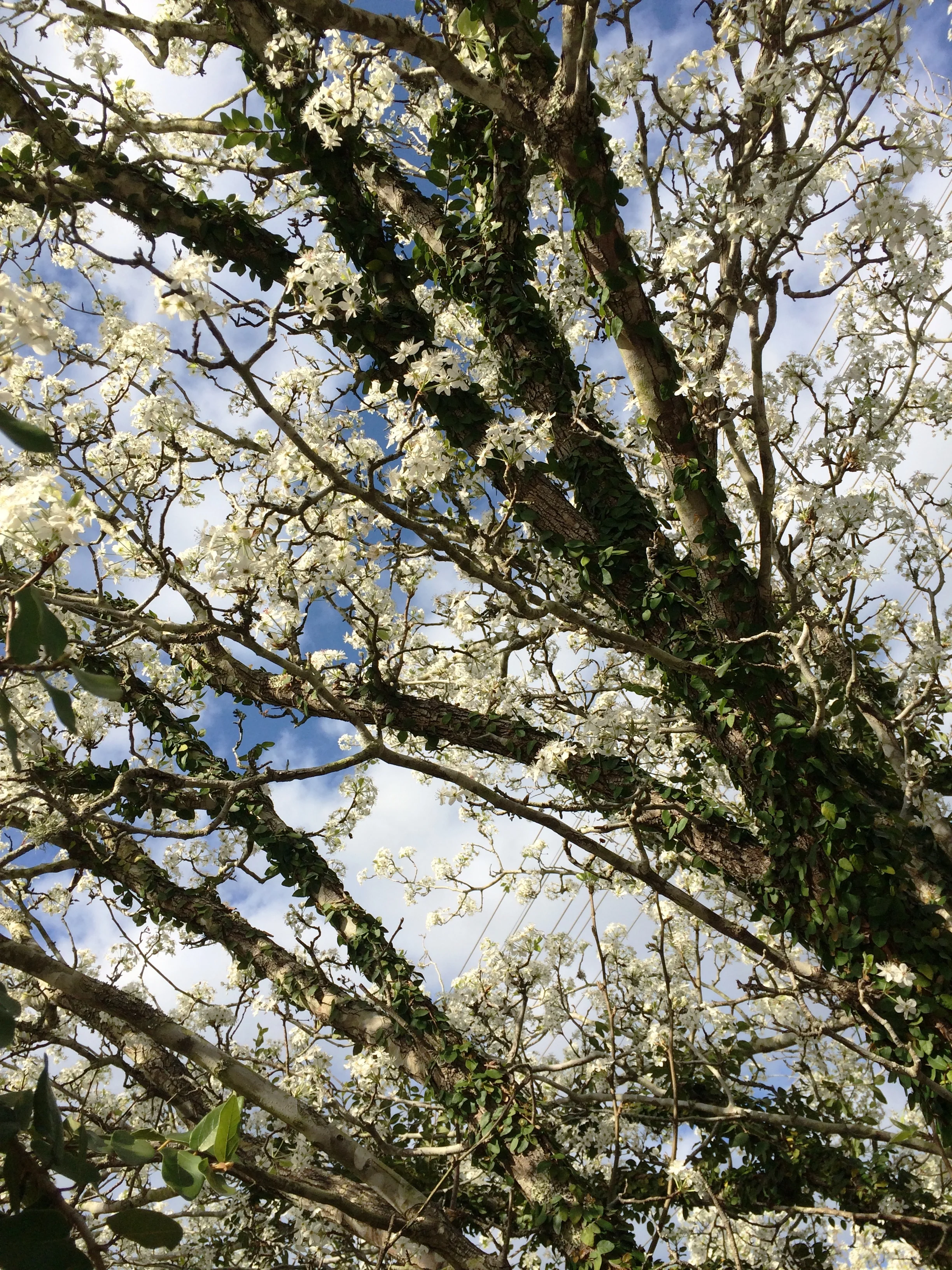 Father's Devotion