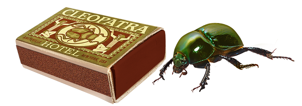 beetle.png