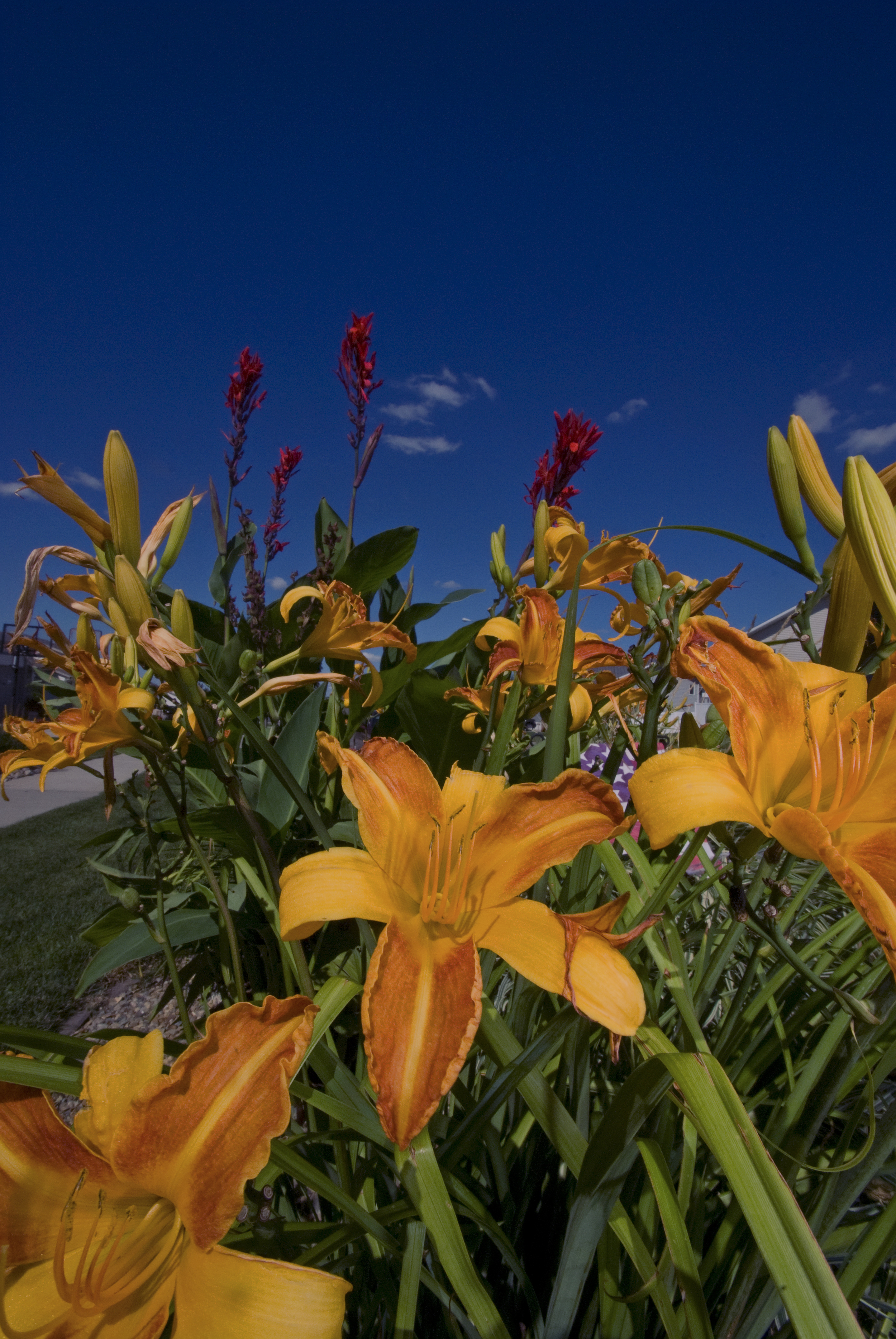 _ALE0354 perennials up close.jpg