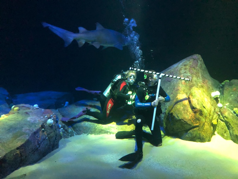In the new Ocean Wonder's Canyon's Edge exhibit at the New York Aquarium Photo Credit, Megan E. Weber, 2018
