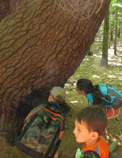 Exploring during KLT's 2013 Summer Nature Program at Small-Burnham in Litchfield.&nbsp;