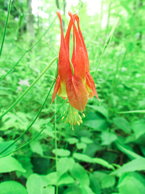 Wild Columbine, Aquilegia canadensis Photo: Nicole Rhodes