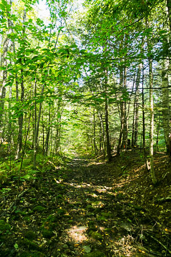 Macdonald Woods Conservation Area Photo: Norm Rodrigue
