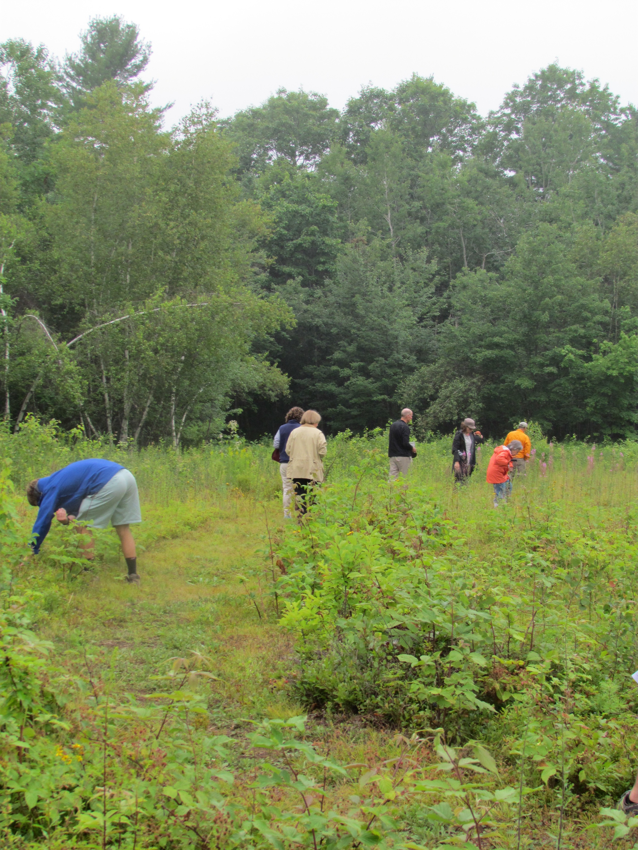 Blueberry Field Management at Davidson Nature Preserve