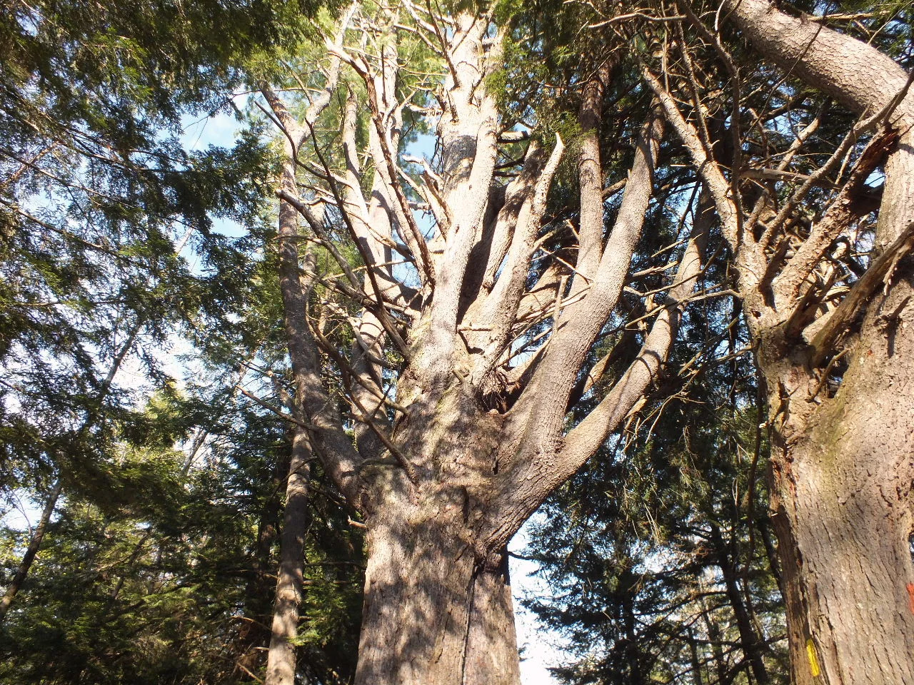 An impressive Lone Wolf Pine. Photo: Ron Gay