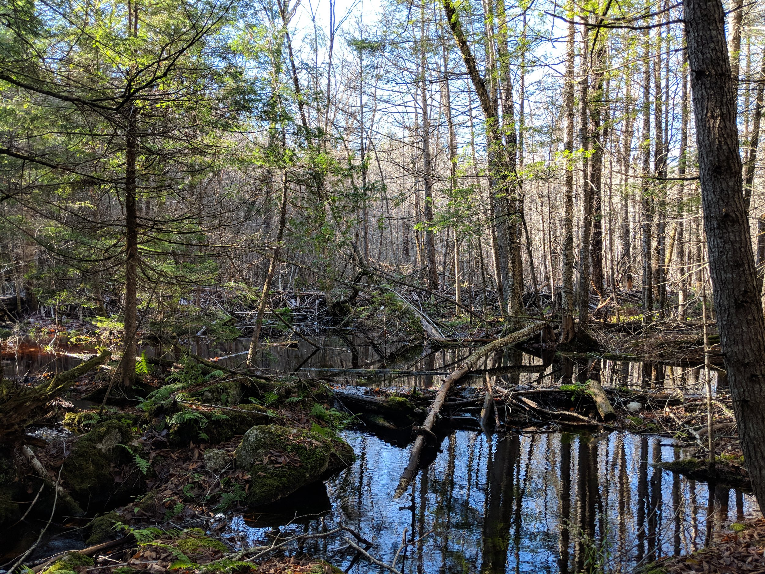 Ezra Smith Conservation Area Kennebec Land Trust