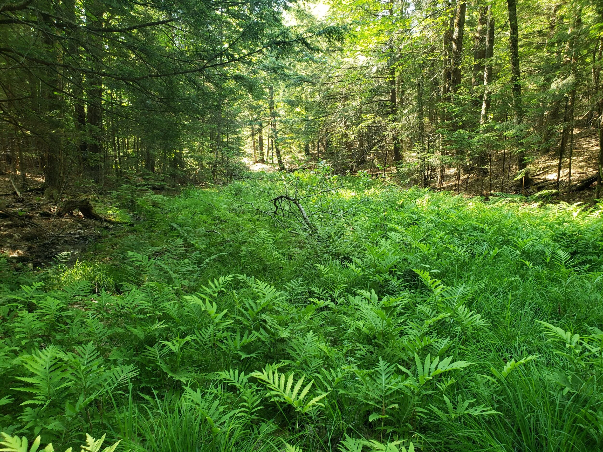 2021 Vassalboro Wildlife Habitat Addition Campaign — Kennebec Land Trust