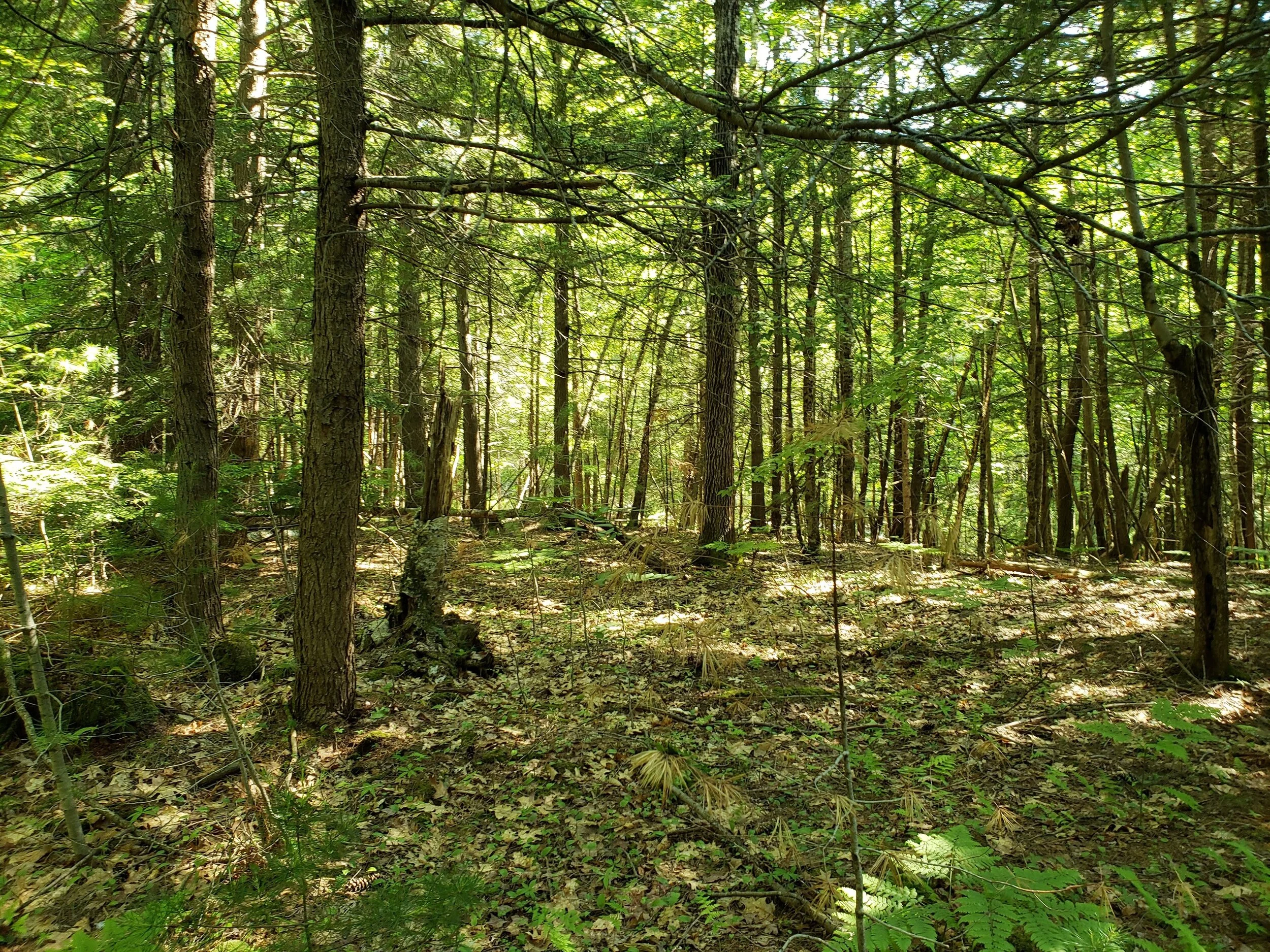 2021 Vassalboro Wildlife Habitat Addition Campaign — Kennebec Land Trust