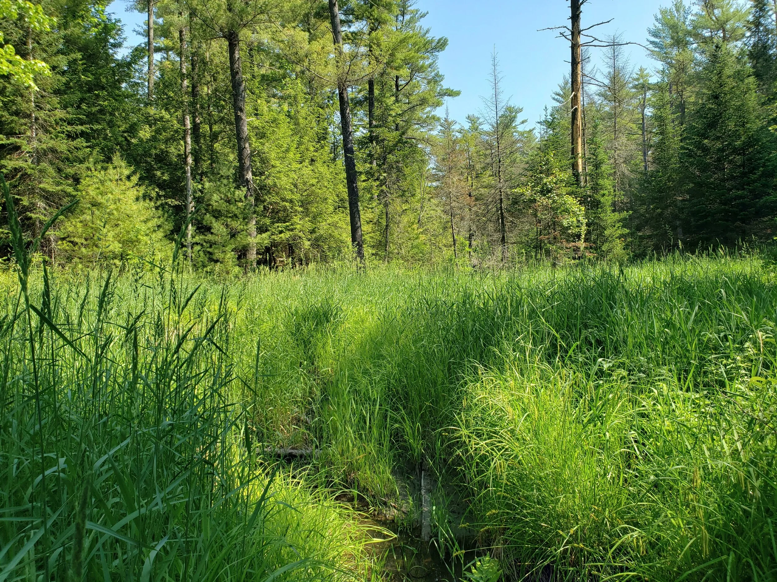 2021 Vassalboro Wildlife Habitat Addition Campaign — Kennebec Land Trust