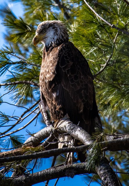 Birding at North Acres Conservation Area