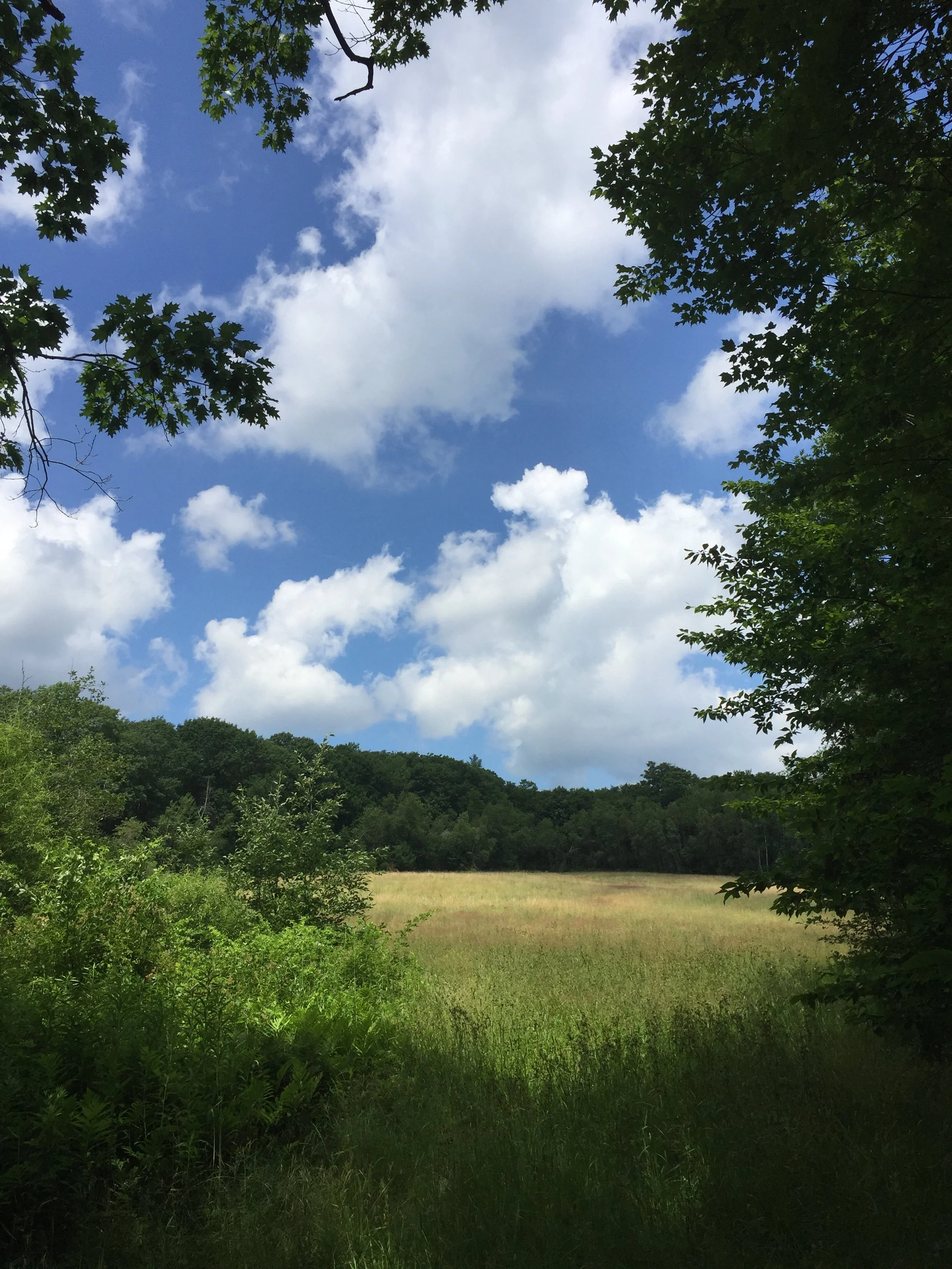 Effie Berry Conservation Area Walk