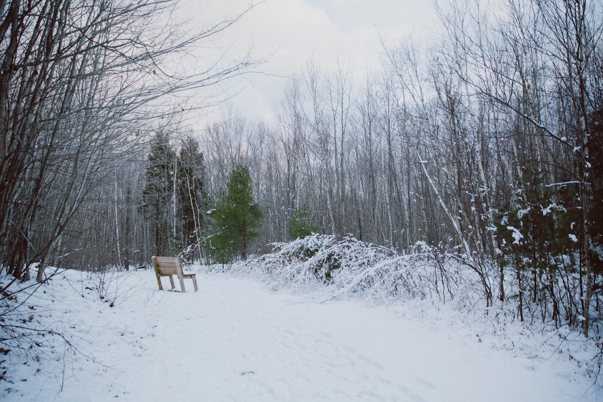 Winter Walk: Effie L. Berry &amp; Howard Hill Conservation Areas