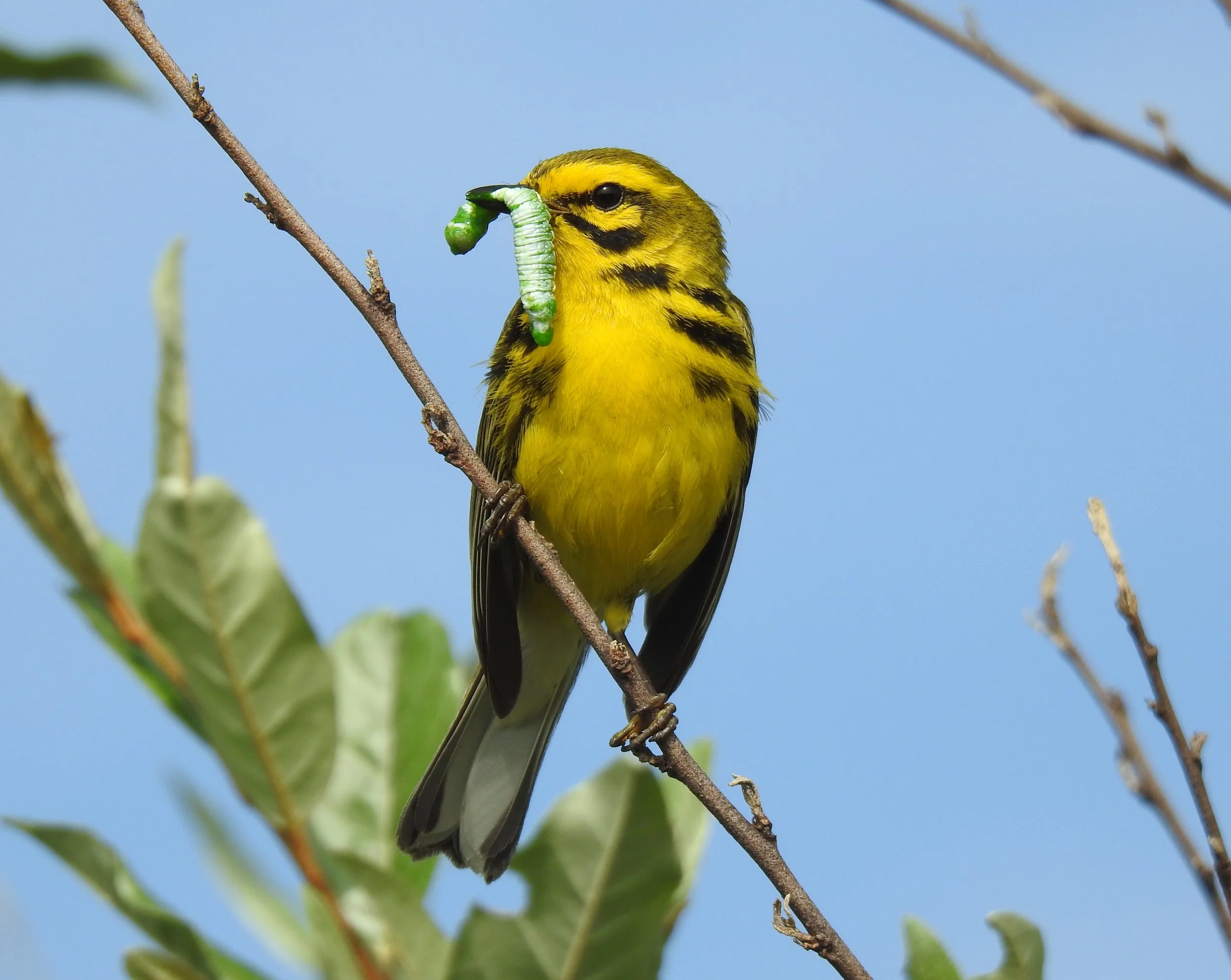 Lyceum Lecture Series: The Maine Bird Atlas