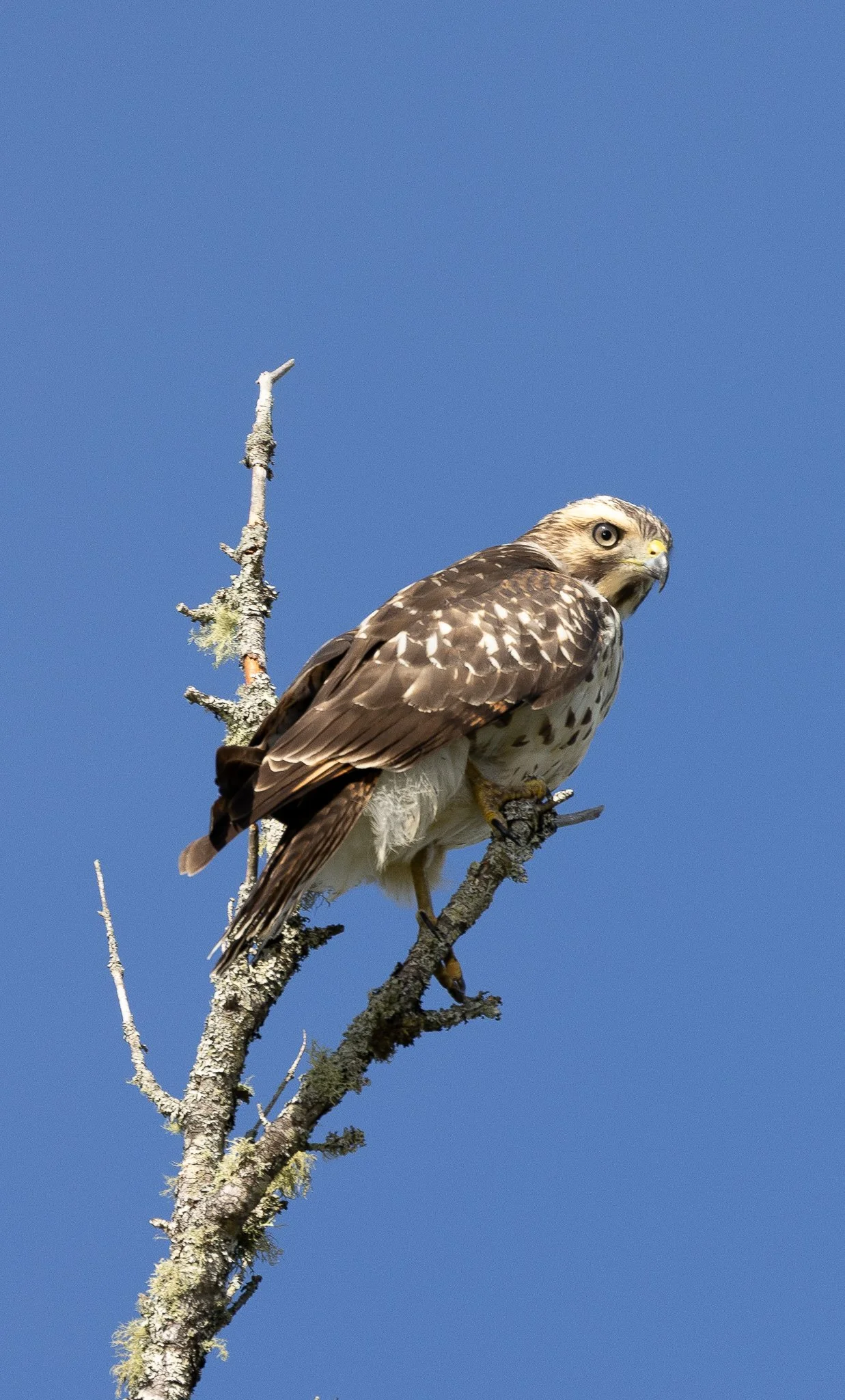 Lyceum Workshop: Birding at Howard Hill