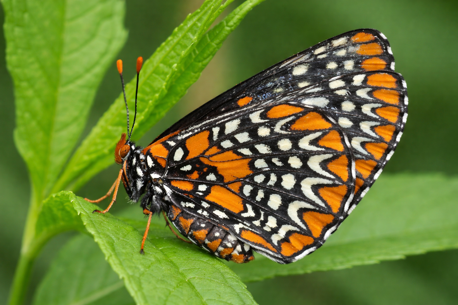 Maine Entomological Society Field Trip