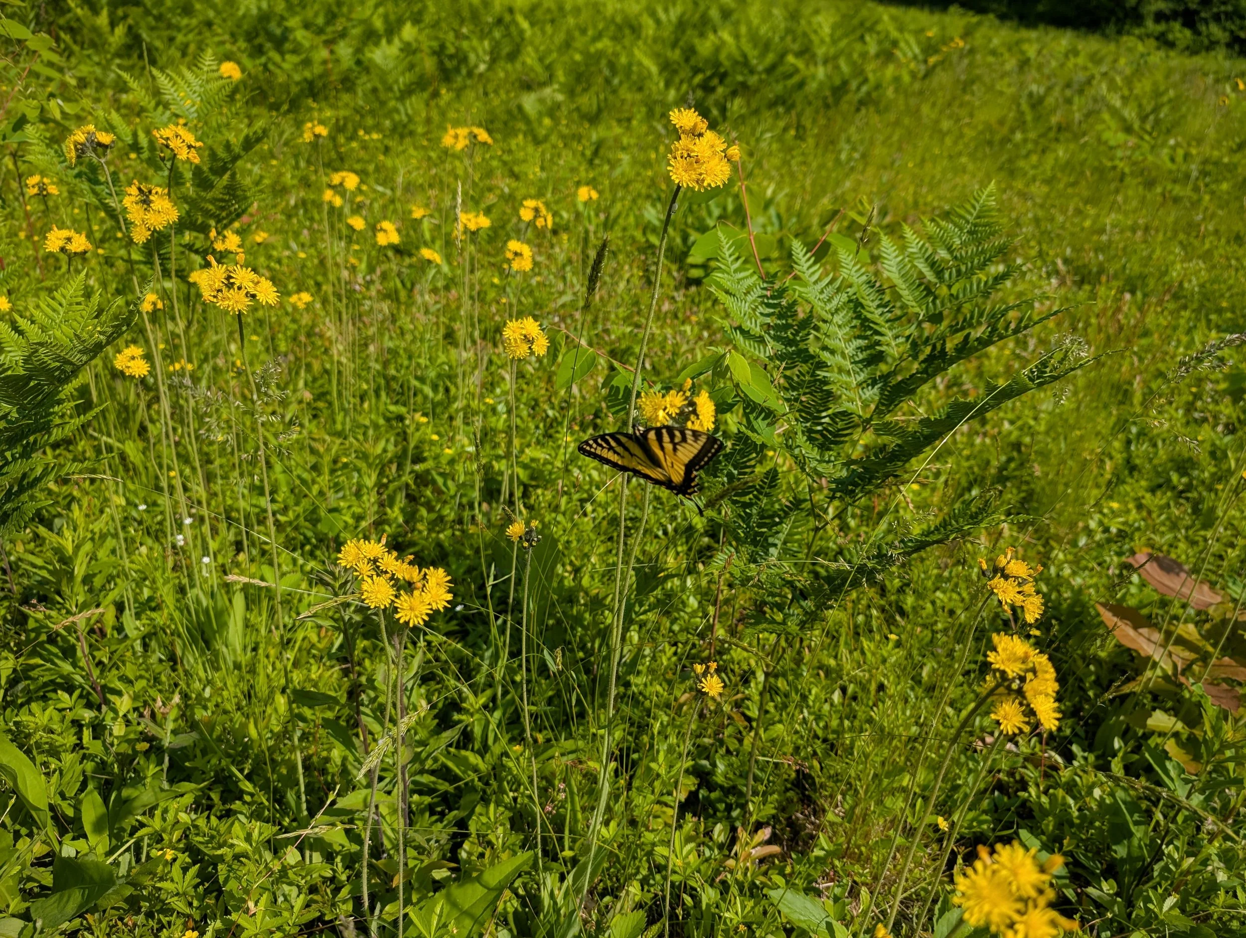 Rewilding: Native Plants &amp; Biodiversity