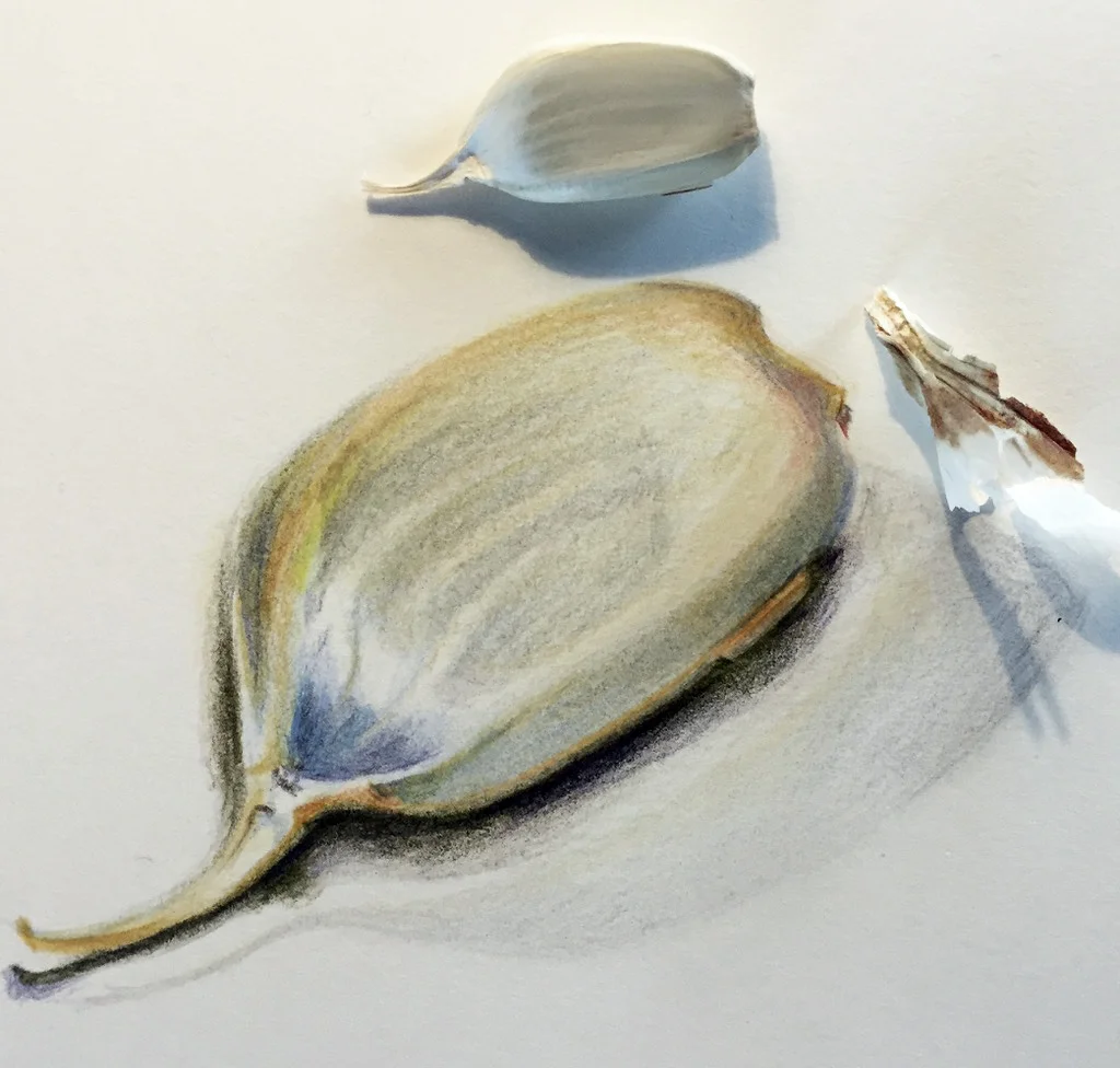 skizze_knoblauch.jpg