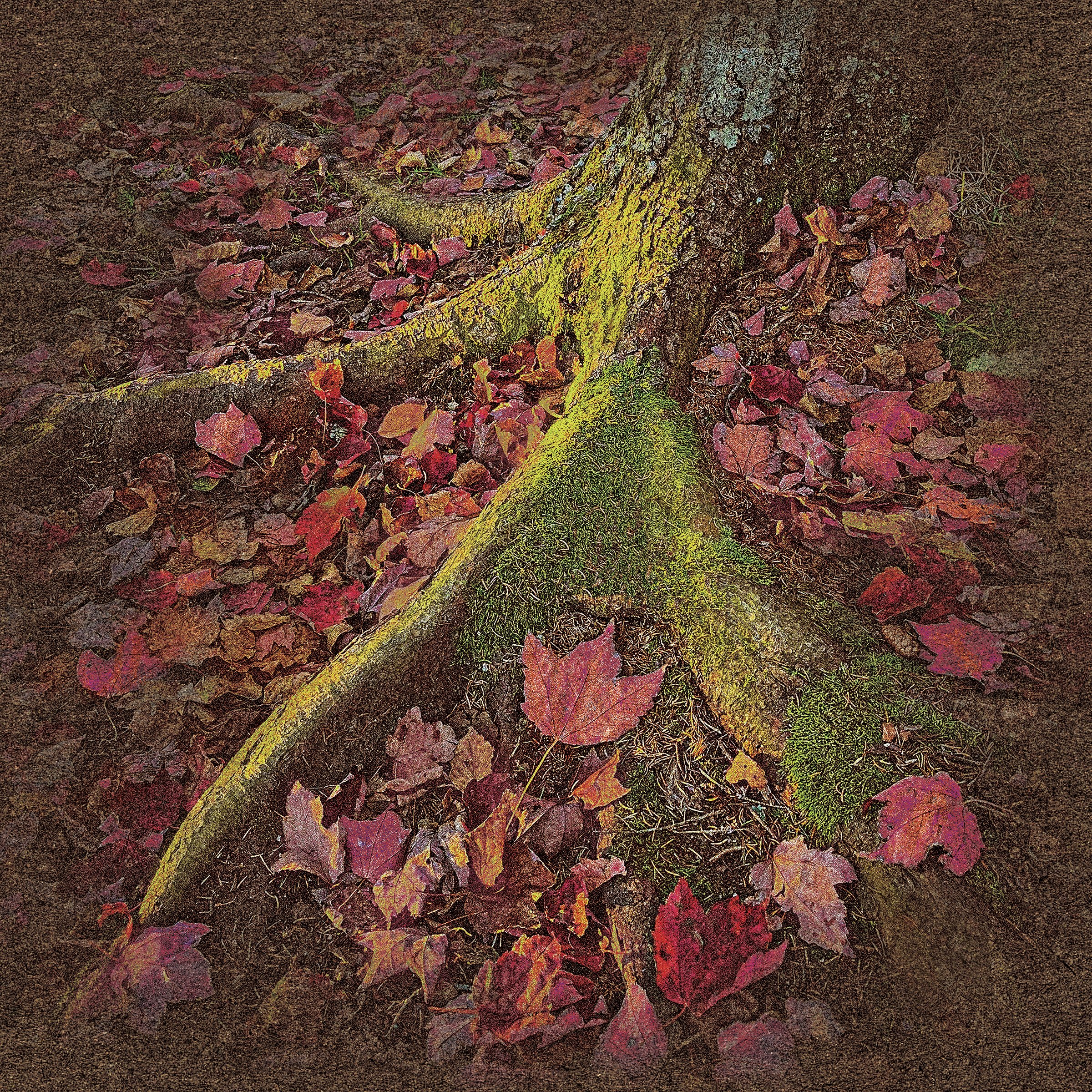 FallTree.jpg