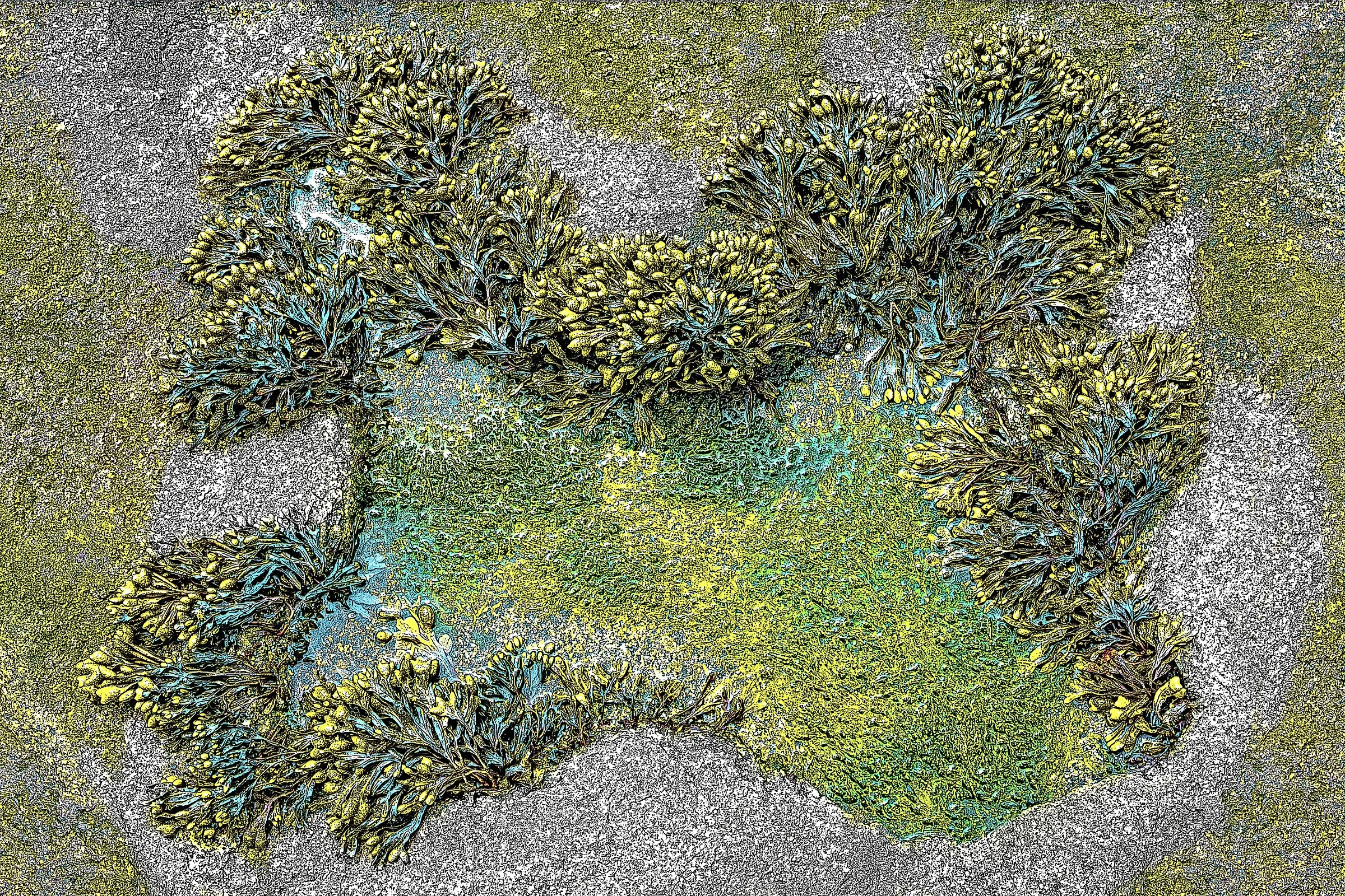 SeaWeed.jpg