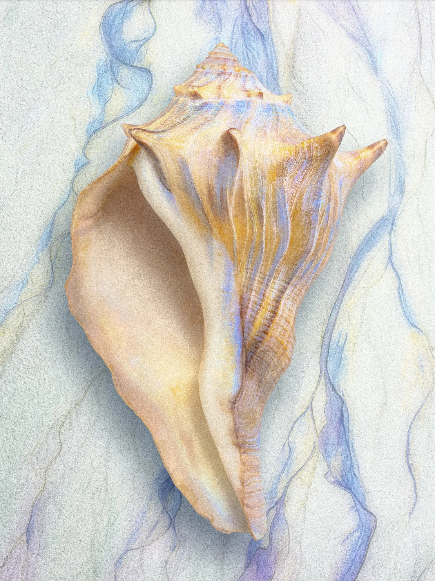 Shell2x.jpg
