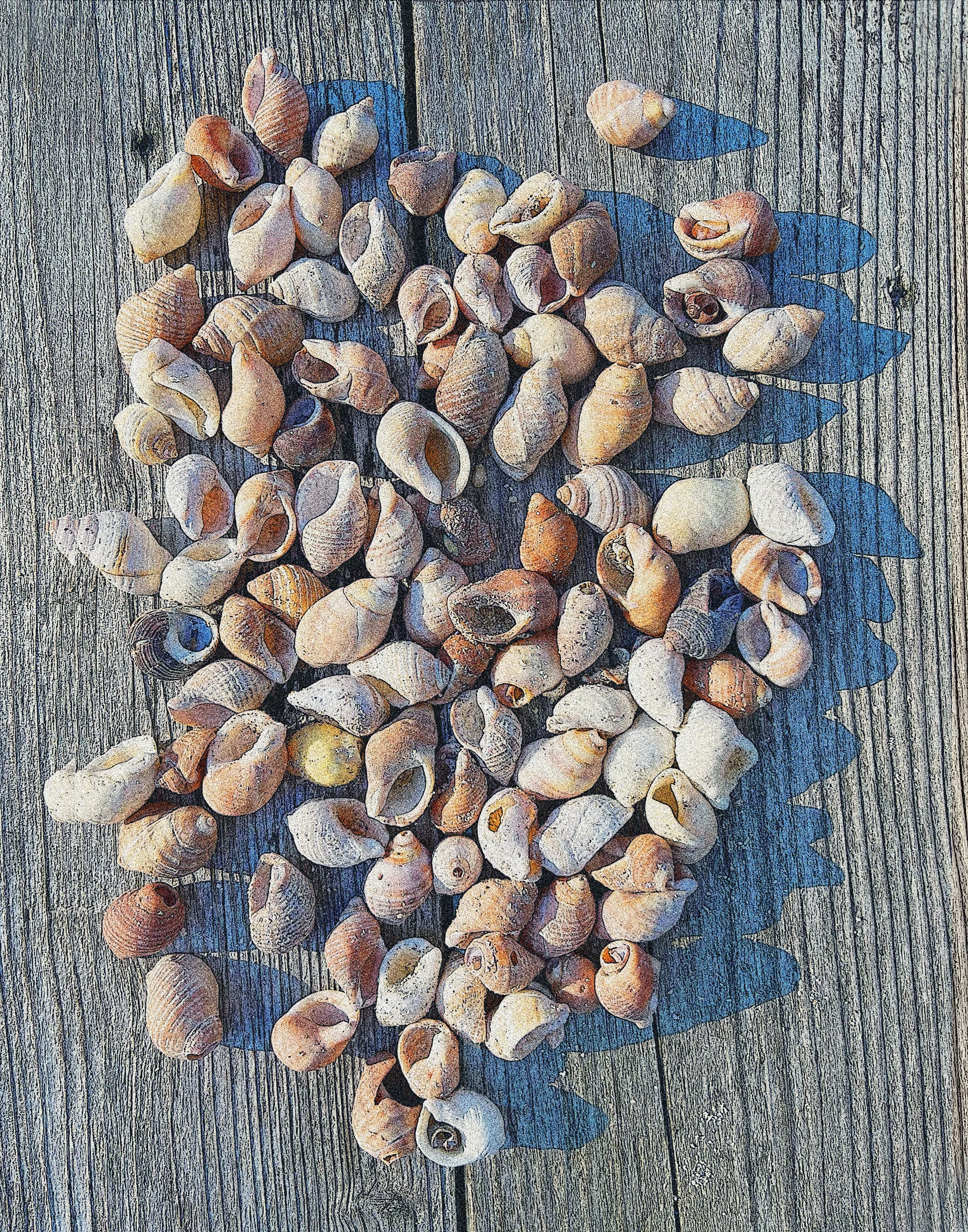 SnailShellb.jpg
