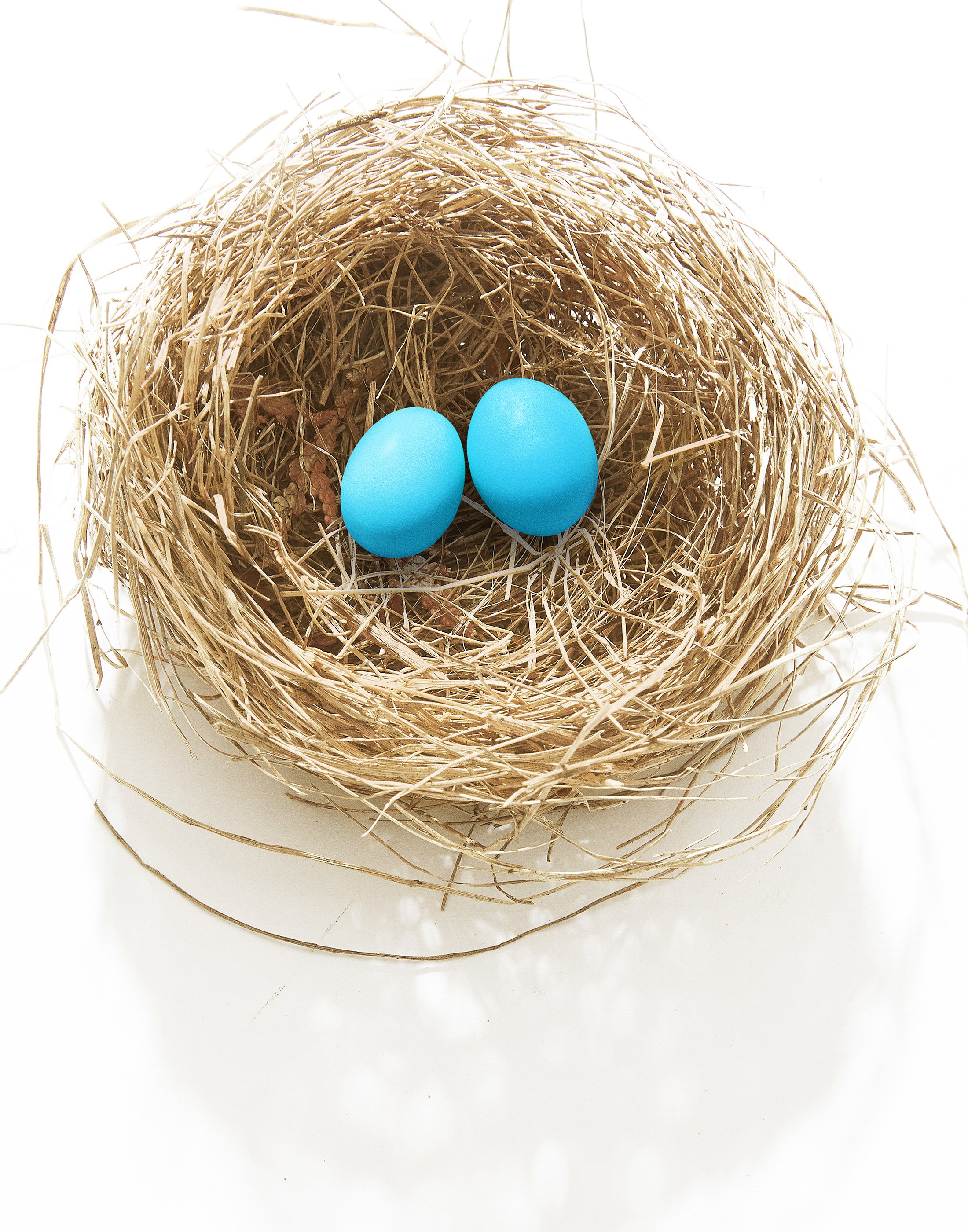 Nest2.jpg