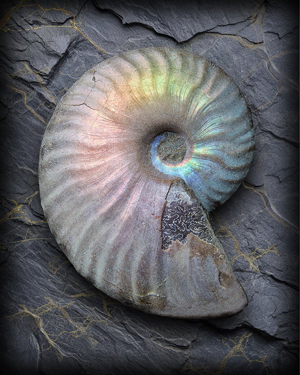 ColorShell.jpg