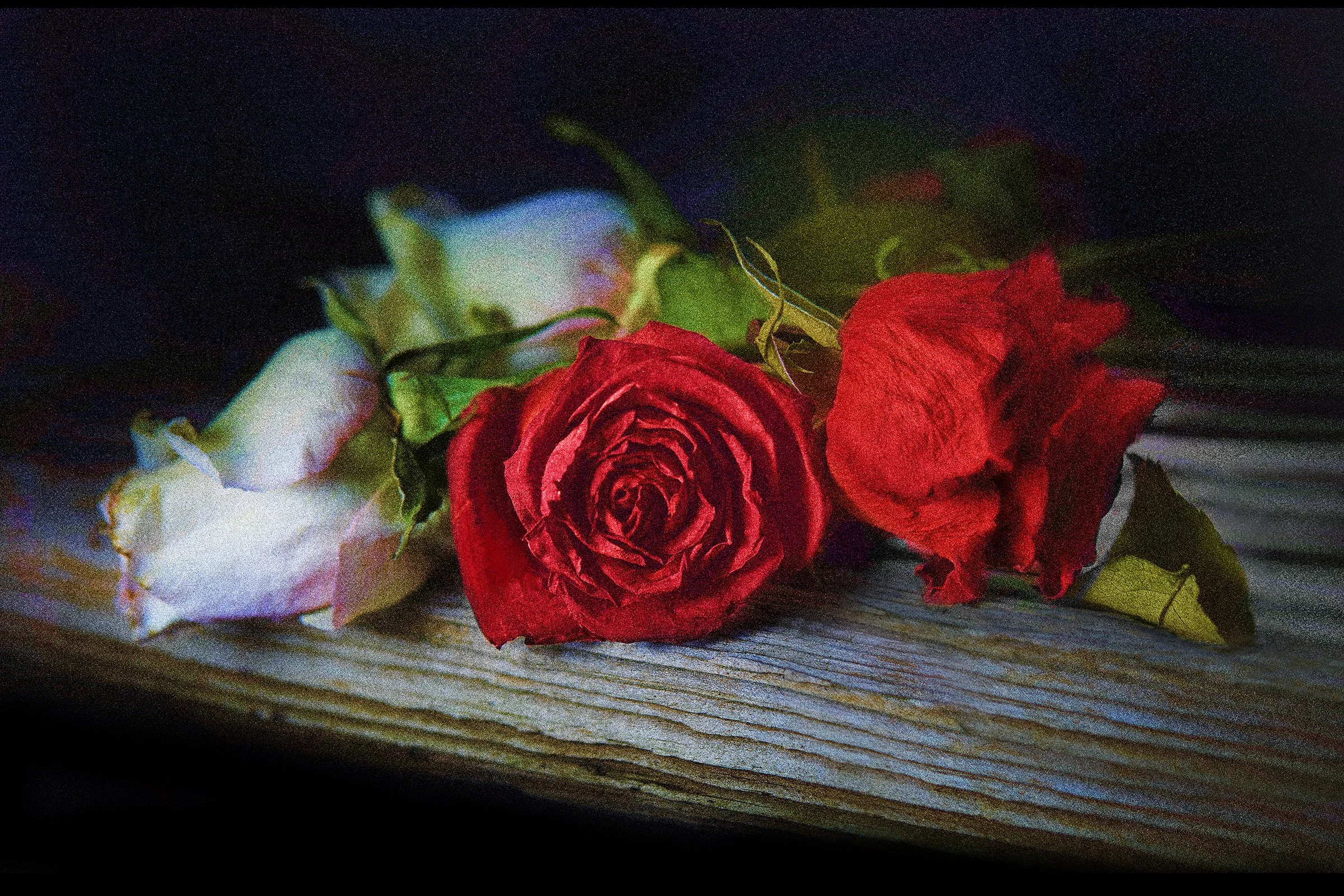 Roses.jpg