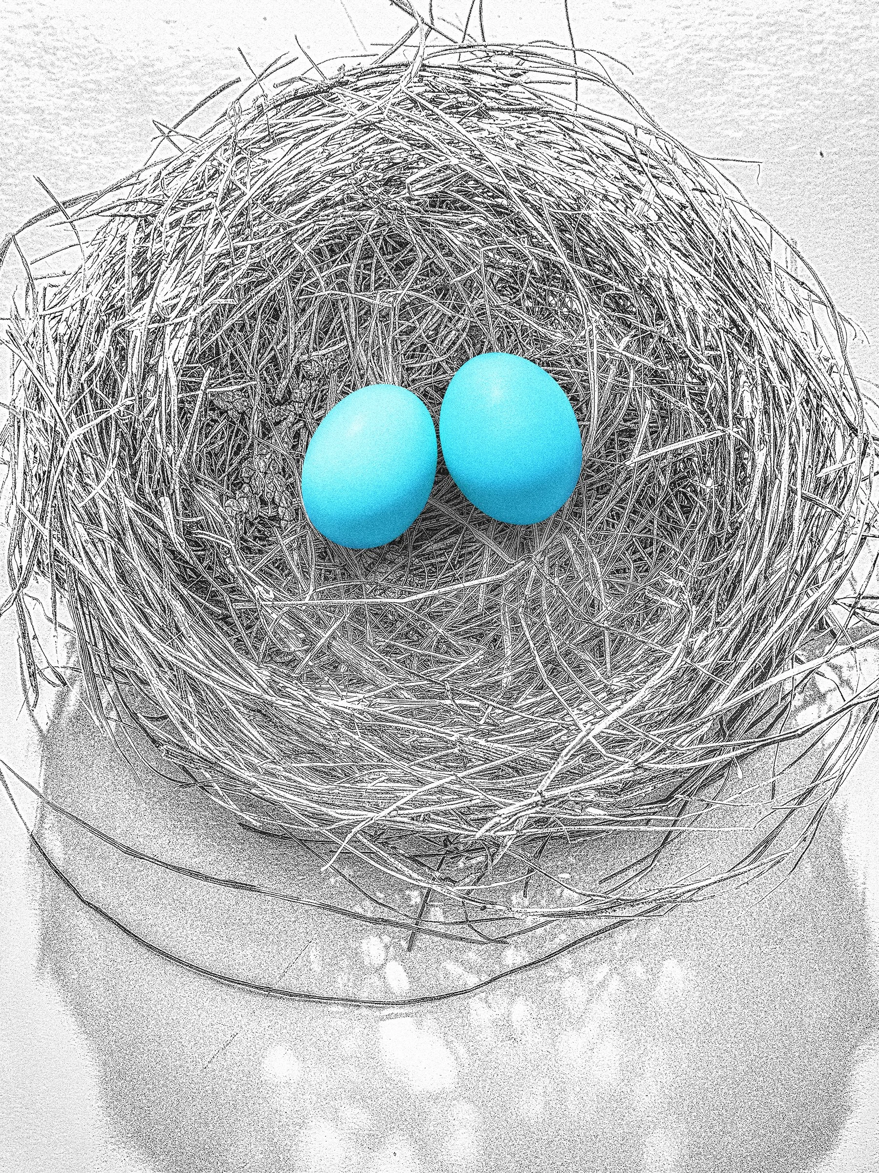 Nest2.jpg