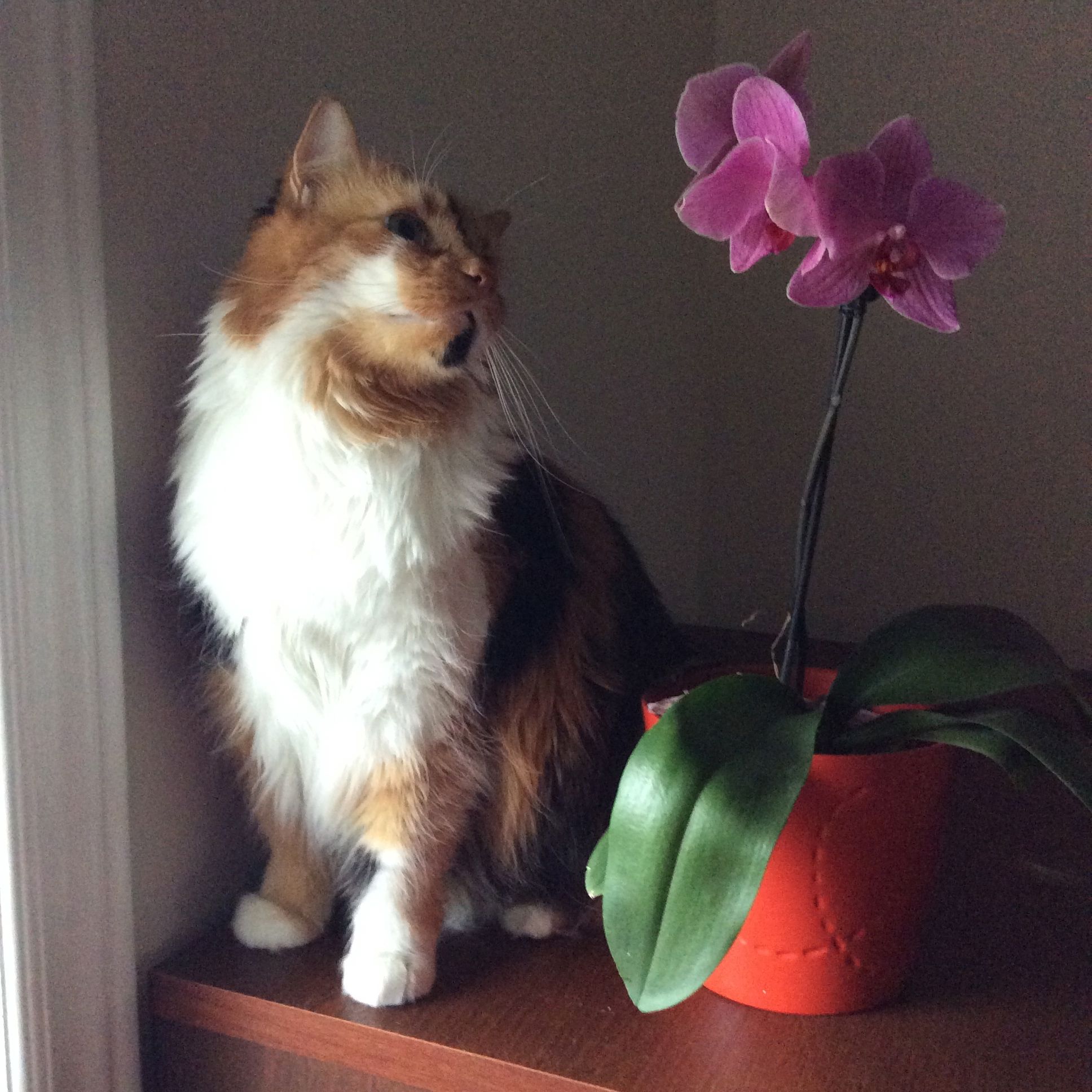 Ramona and Orchid- a portrait.